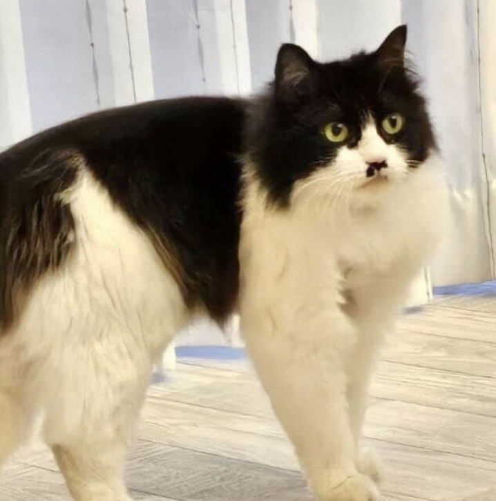 ほごにゃんどるちぇるーむ Kawaii